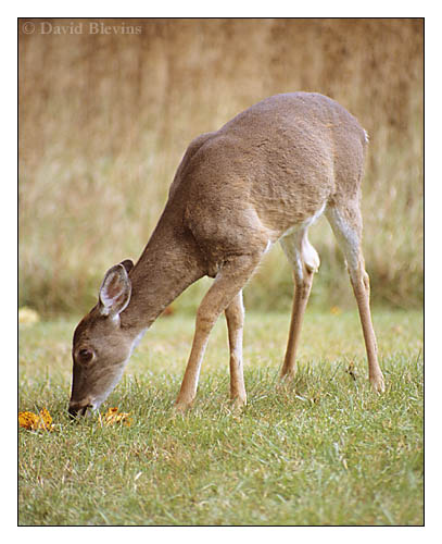 Photo of Odocoileus virginianus by <a href="http://www.blevinsphoto.com/contact.htm">David Blevins</a>